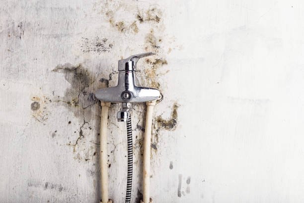 Best Professional Mold Removal  in Selbyville, DE
