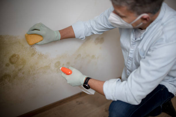 Best Certified Mold Removal  in Selbyville, DE