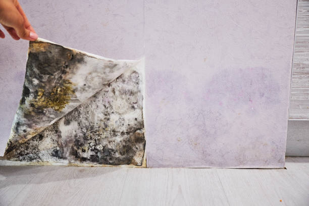 Attic Mold Removal in Selbyville, DE